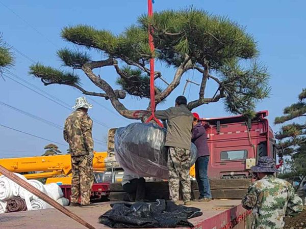 造型油松装车发货