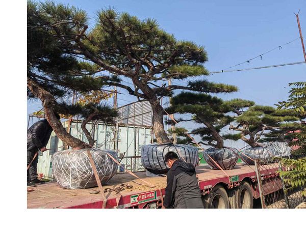 造型油松发货