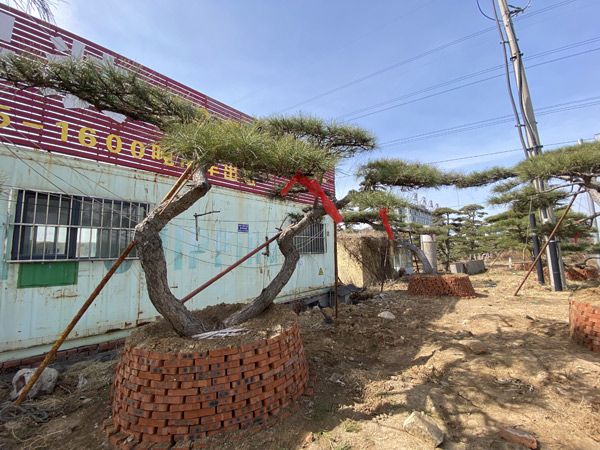 造型油松