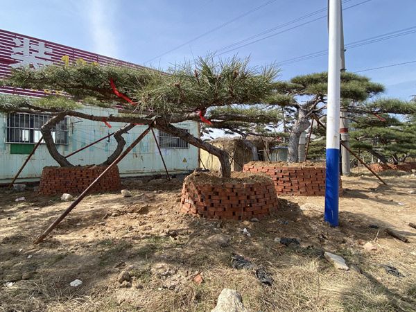 造型油松