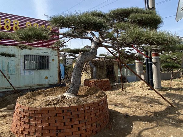 造型油松