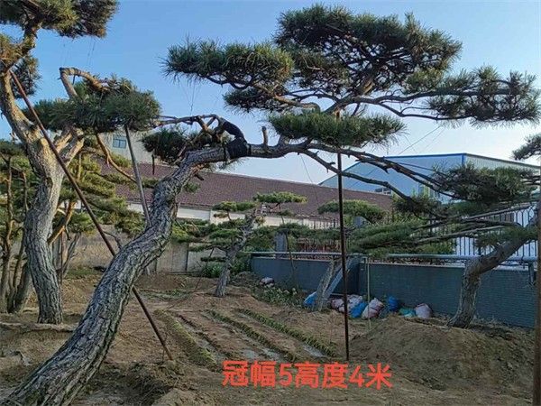 造型油松